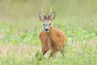 European roe deer (Capreolus capreolus), roebuck standing in harvested grain field after the