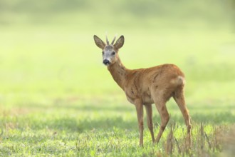 European roe deer (Capreolus capreolus), roebuck standing on harvested grain field after the