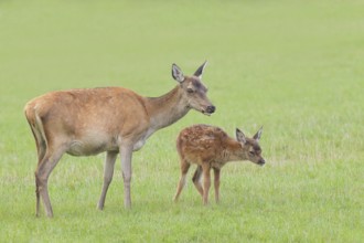 Adult red deer cow (Cervus elaphus) with calf standing in a meadow, wildlife, mammal, Forsthaus