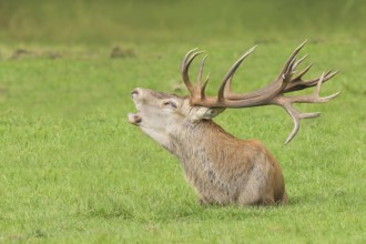 Red deer (Cervus elaphus) in rutting season, red deer resting, roaring, wildlife, mammal, Forsthaus