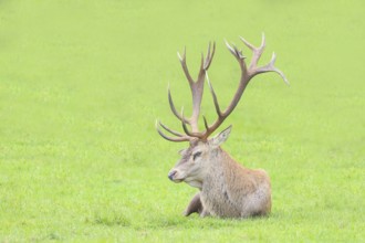 Red deer (Cervus elaphus) in rutting season, red deer resting, wildlife, mammal, Forsthaus