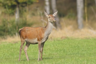Red deer cow (Cervus elaphus) standing in a forest clearing, wildlife, Forsthaus Hohenroth on the