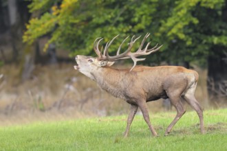 Red deer (Cervus elaphus) capital stag roaring in a forest clearing during the rutting season,