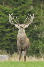 Red deer (Cervus elaphus) capital stag roaring in a forest clearing during the rutting season,