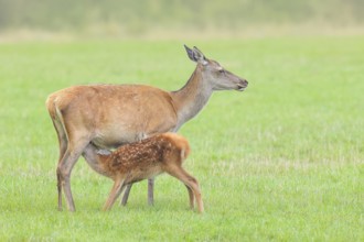 Adult red deer cow (Cervus elaphus) suckling her calf in a meadow, wildlife, mammal, Forsthaus
