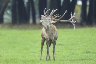 Red deer (Cervus elaphus) capital stag roaring in a forest clearing during the rutting season,