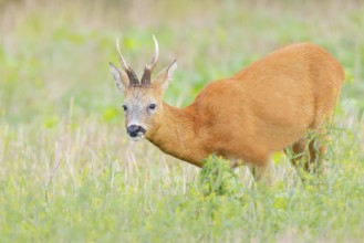 European roe deer (Capreolus capreolus), roebuck standing in harvested grain field after the
