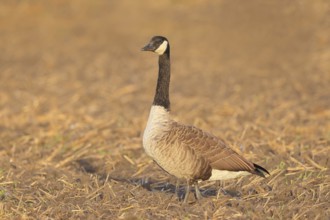 Canada goose (Branta canadensis) standing on harvested grain field, wildlife, geese, migratory