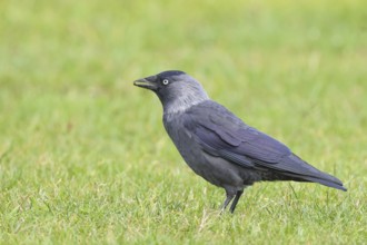 Jackdaw (Corvus monedula), adult bird foraging in a meadow, wildlife, birds, raven, Baltic Sea