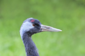 Crane (Grus grus), close-up of a crane, portrait, captive, Bavarian Forest National Park, Bavaria,