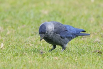 Jackdaw (Corvus monedula), adult bird foraging in a meadow, wildlife, birds, raven, Baltic Sea