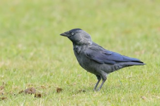Jackdaw (Corvus monedula), adult bird foraging in a meadow, wildlife, birds, raven, Baltic Sea