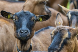 Domestic goat (Capra aegagrus hircus), Laterns, Laternser Tal, Vorarlberg, Austria