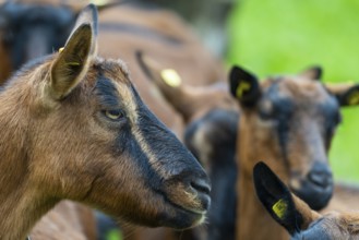 Domestic goat (Capra aegagrus hircus), Laterns, Laternser Tal, Vorarlberg, Austria