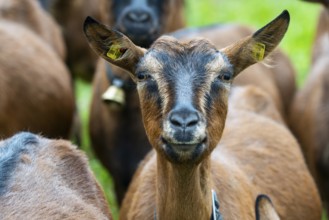 Domestic goat (Capra aegagrus hircus), Laterns, Laternser Tal, Vorarlberg, Austria