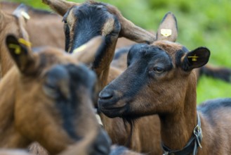Domestic goat (Capra aegagrus hircus), Laterns, Laternser Tal, Vorarlberg, Austria