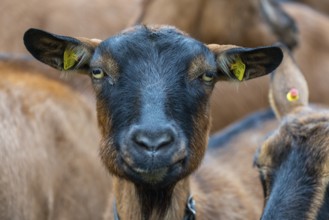 Domestic goat (Capra aegagrus hircus), Laterns, Laternser Tal, Vorarlberg, Austria