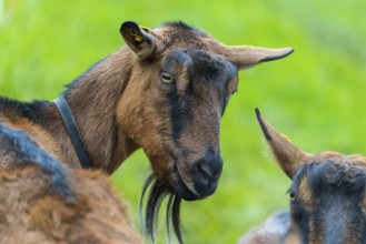 Domestic goat (Capra aegagrus hircus), Laterns, Laternser Tal, Vorarlberg, Austria