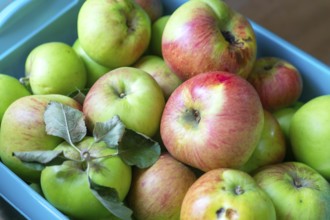 Freshly picked cooking apples harvested in blue storage box