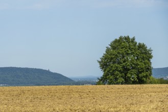 Wide field with a large tree, distant mountains on the horizon under a clear sky,
