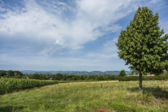 A wide landscape with a prominent tree and clouds in the sky, Bielefeld, Westphalia, North