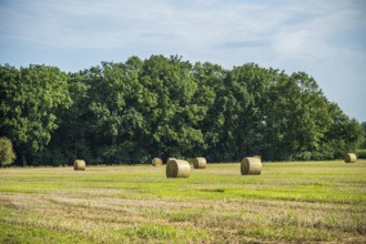 Green field with several bales of straw and dense trees on the horizon under a clear sky,