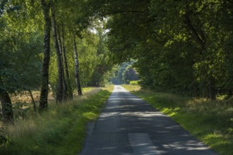 A narrow road lined with tall, green trees that cast shade on the path, Gütersloh, Westphalia
