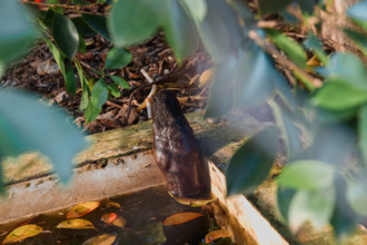 Head of a python snake emerging from a small water pool surrounded by leaves, Thailand