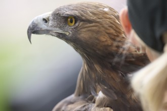 Football Bundeliga Eintracht Frankfurt-Union Berlin. The eagle Attila, heraldic animal of Eintracht