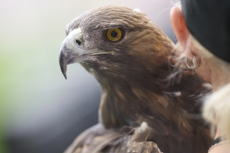 Football Bundeliga Eintracht Frankfurt-Union Berlin. The eagle Attila, heraldic animal of Eintracht
