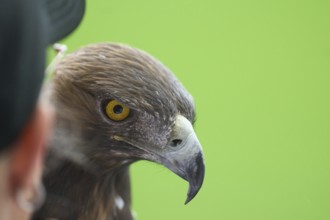 Football Bundeliga Eintracht Frankfurt-Union Berlin. The eagle Attila, heraldic animal of Eintracht