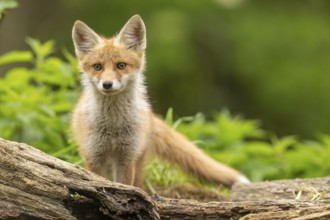 Red fox (vulpes vulpes), juvenile, looking forwards, Ormoz, Slovenia