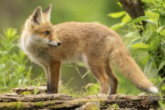 Red fox (vulpes vulpes), juvenile, standing sideways, Ormoz, Slovenia