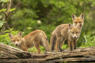 Three red fox pups (vulpes vulpes), juvenile, camera view, Ormoz, Slovenia