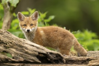 Red fox (vulpes vulpes), juvenile, standing behind a tree root, Ormoz, Slovenia