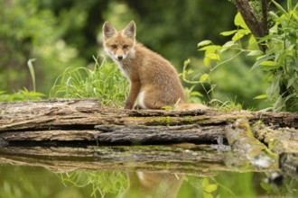 Red fox (vulpes vulpes), juvenile, sitting with reflection, Ormoz, Slovenia