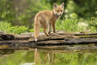 Red fox (vulpes vulpes), juvenile, standing with reflection, Ormoz, Slovenia