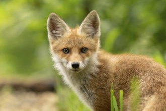 Red fox (vulpes vulpes), juvenile, portrait, Ormoz, Slovenia