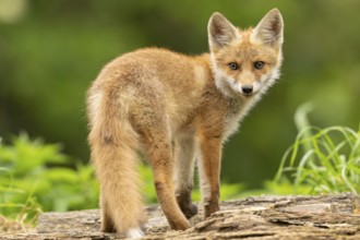 Red fox (vulpes vulpes), juvenile, looking backwards, Ormoz, Slovenia