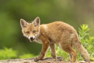 Red fox (vulpes vulpes), juvenile, from the side with camera view, Ormoz, Slovenia