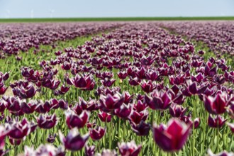Blooming tulip field with intense purple colours under a clear sky, Faded tulip field in the