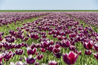 A wide field full of blooming purple tulips in front of a light blue sky, Faded tulip field in the