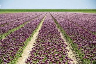 Orderly rows of tulips in rich purple stretch to the horizon, Faded tulip field in the province of