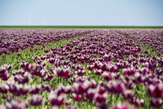Wide tulip field under a clear sky with purple flowers and green background, Faded tulip field in