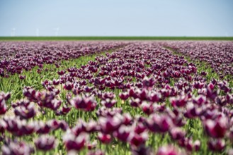 Extensive tulip field with purple flowers under a clear blue sky, Faded tulip field in the province