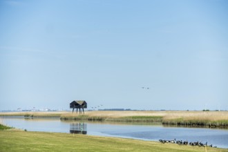 A tranquil landscape with a hut on stilts by the water and ducks in the foreground under a blue