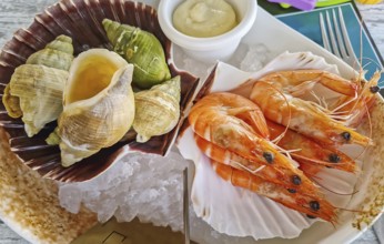 Fresh seafood aperitif platter on ice, featuring large, cooked shrimp and a variety of sea snails