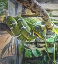 Emerald Tree Boa coiled position on a branch. Vibrant green snake with white lightning bolt