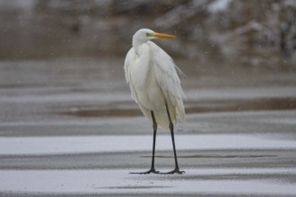 Great White Egret (Egretta alba) Germany