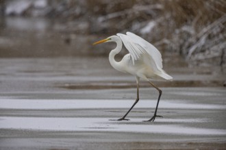 Great White Egret (Egretta alba) Germany